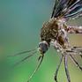 Mosquitos