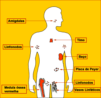Orgaos Do Sistema Imunologico Sistema Linfático: Conceito, órgãos,